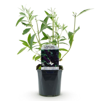 Buitenplant - Buddleja davidii 'Black Night' - Winterhard, Bloeiend - Pot Ø 17cm Hoogte ↕ 45cm