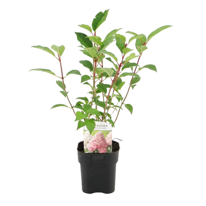 Buitenplant 3x Hydrangea paniculata 'Vanille Fraise' - Bloeiend - Pot Ø 17cm Hoogte ↕ 50cm