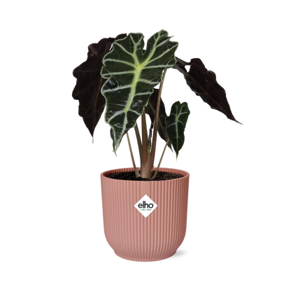 Kamerplant - Alocasia 'Polly' - Pot Ø 14cm