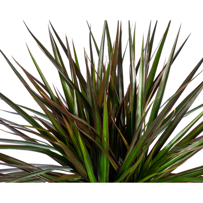 Kamerplant - Dracaena Marginata Magenta - Pot Ø 17cm Hoogte ↕ 50-70cm