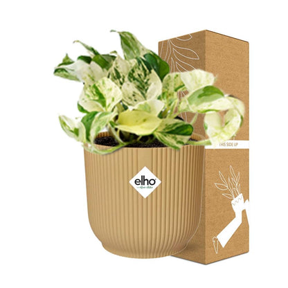 Kamerplant - Epipremnum Pinnatum Happy Leaf - Pot Ø 14cm
