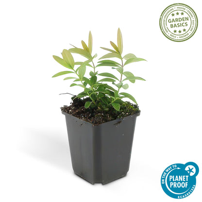 Buitenplant 24x Hypericum calycinum - Bloeiend - Pot Ø 9cm Hoogte ↕ 10-25cm
