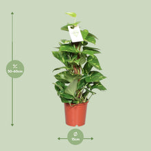 Kamerplant - Epipremnum Aureum - Pot Ø 15cm Hoogte ↕ 60cm