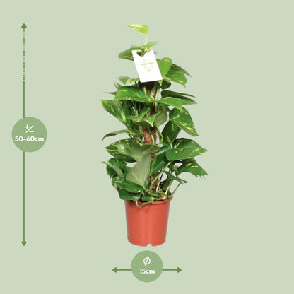 Kamerplant - Epipremnum Aureum - Pot Ø 15cm Hoogte ↕ 60cm