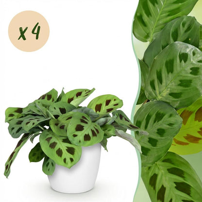 Kamerplant 4x Maranta mix - Zebraplant - Pot Ø 12cm Hoogte ↕ 25cm