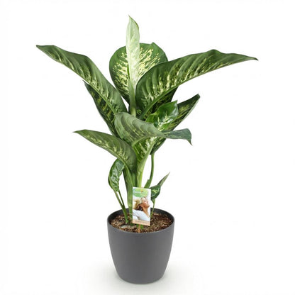 Kamerplant - Dieffenbachia Tropic Snow - Pot Ø 21cm Hoogte ↕ 90-100cm
