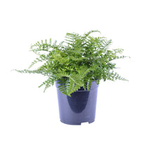 Kamerplant - Asplenium Parvati - Pot Ø 21cm Hoogte ↕ 40cm