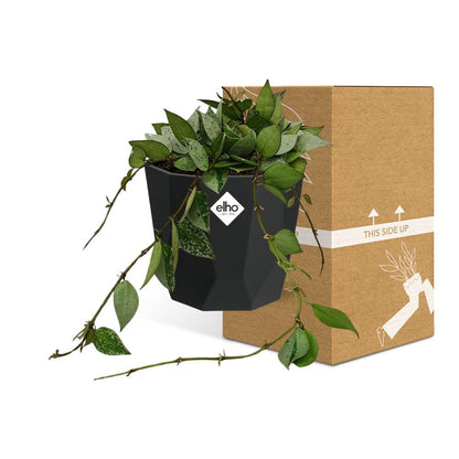Kamerplant - Hoya Krohniana Eskimo - Pot Ø 14cm
