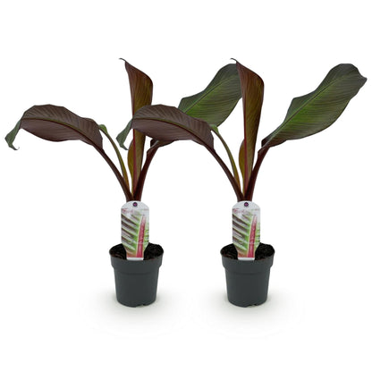 Buitenplant 2x Ensete ventricosum Maurelli - Bananenplant - Pot Ø 12cm Hoogte ↕ 30cm