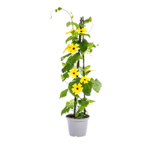 Buitenplant 4x Thunbergia Alata Sunny Susy Mix - Bloeiend - Pot Ø 13cm Hoogte ↕ 60cm