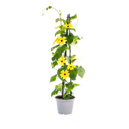 Buitenplant 4x Thunbergia Alata Sunny Susy Mix - Bloeiend - Pot Ø 13cm Hoogte ↕ 60cm
