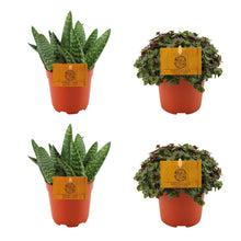 Kamerplant 4x mix - 2x Aloe Paradisicum + 2x Callisia Turtle - Pot Ø 10.5cm Hoogte ↕ 10cm