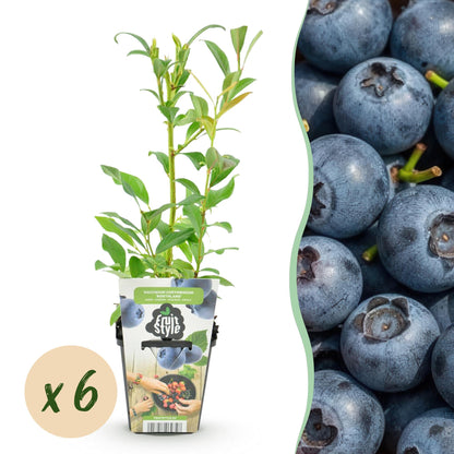 Buitenplant 6x Vaccinium corymbosum 'Northland' - Winterhard - Pot Ø 9cm Hoogte ↕ 15cm
