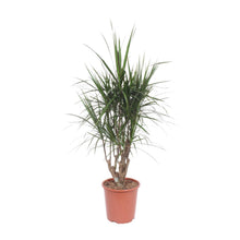XL kamerplant - Dracaena Marginata - Pot Ø 27cm Hoogte ↕ 130cm