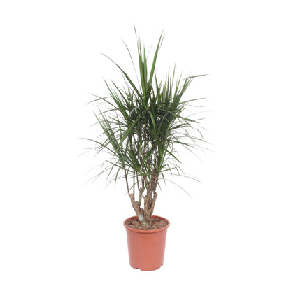 XL kamerplant - Dracaena Marginata - Pot Ø 27cm Hoogte ↕ 130cm