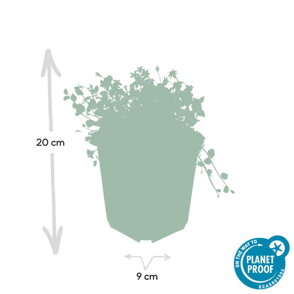 Buitenplant 60x Isotoma fluviatilis - Bloeiend - Pot Ø 9cm Hoogte ↕ 10-25cm