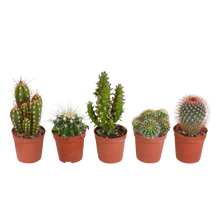 Kamerplant 5x Cactus Mix - Zonder pot - Pot Ø 5.5cm