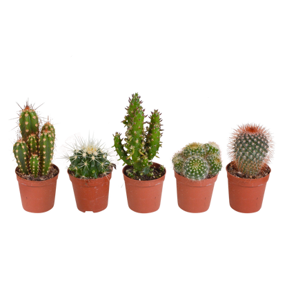 Kamerplant 5x Cactus Mix - Zonder pot - Pot Ø 5.5cm