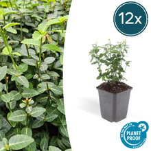 Buitenplant 12x Euonymus fortunei radicans - Pot Ø 9cm Hoogte ↕ 10-25cm