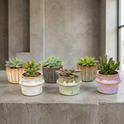 Kamerplant - Succulenten Set van 6 in Keramische Mini Potjes Barcelona - Hoogte ↕ 8-12cm
