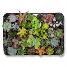 Kamerplant 30x Mini Succulenten Mix - Pot Ø 5,5cm Hoogte ↕ 5-10cm