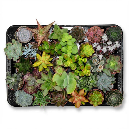 Kamerplant 30x Mini Succulenten Mix - Pot Ø 5,5cm Hoogte ↕ 5-10cm
