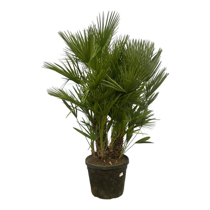 XL plant - Chamaerops humilis Multi Stam - Winterhard - Pot Ø 45cm Hoogte ↕ 160-180cm