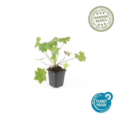 Buitenplant 48x Geranium macr. 'Ingwersen's Var.' - Bloeiend - Pot Ø 9cm Hoogte ↕ 10-25cm