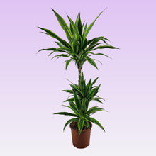 Kamerplant - Dracaena Lemon Lime - Pot Ø 21cm Hoogte ↕ 115cm