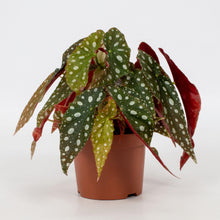 Kamerplant - Begonia Maculata 'Wightii' - Pot Ø 12cm Hoogte ↕ 20cm
