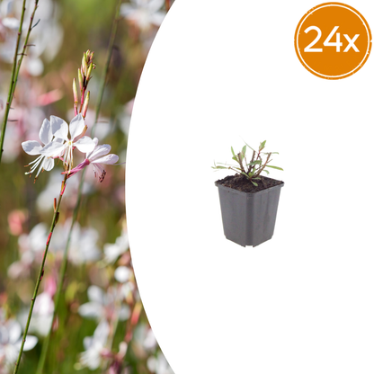 Buitenplant 24x Gaura l. 'Whirling Butterflies' - Bloeiend - Pot Ø 9cm Hoogte ↕ 10-25cm