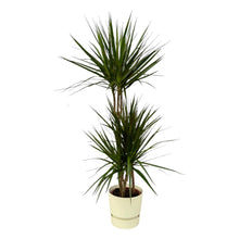 Kamerplant - Dracaena Marginata - Pot Ø 21cm Hoogte ↕ 120cm