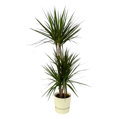 Kamerplant - Dracaena Marginata - Pot Ø 21cm Hoogte ↕ 120cm