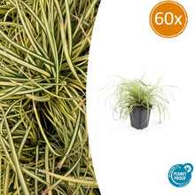 Buitenplant 60x Carex oshim. 'Evergold' - Groenblijvend - Pot Ø 9cm Hoogte ↕ 10-25cm