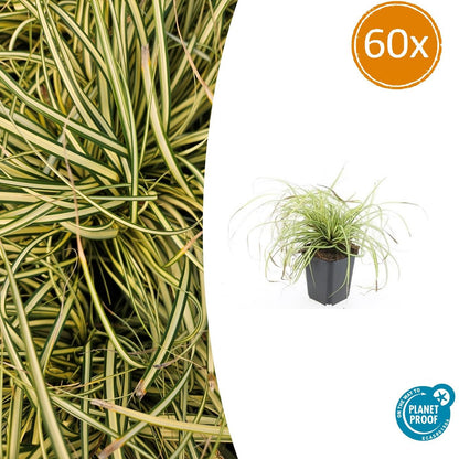 Buitenplant 60x Carex oshim. 'Evergold' - Groenblijvend - Pot Ø 9cm Hoogte ↕ 10-25cm