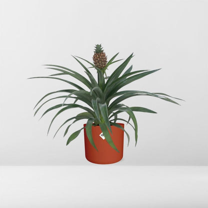 Kamerplant - Ananas Mi Amigo - Pot Ø 12cm