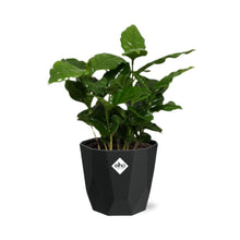 Kamerplant - Coffea Arabica - Pot Ø 14cm