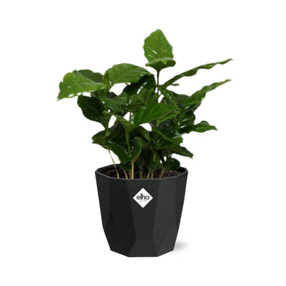Kamerplant - Coffea Arabica - Pot Ø 14cm