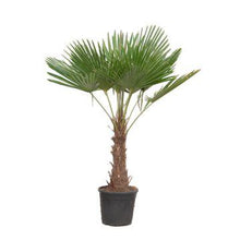 Buitenplant - Trachycarpus fortunei - Winterharde palmboom - Pot Ø 40cm Hoogte ↕ 180-220cm