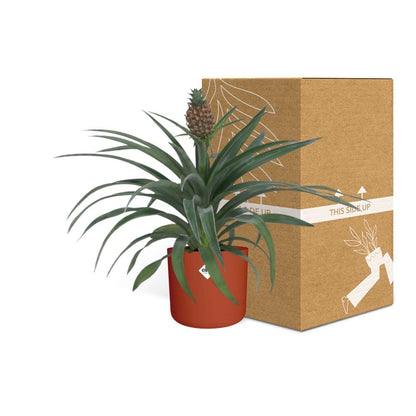 Kamerplant - Ananas Mi Amigo - Pot Ø 12cm