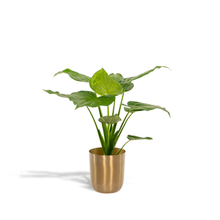 Kamerplant - Alocasia Cucullata - Met sierpot goud - Pot Ø 19cm Hoogte ↕ 65cm