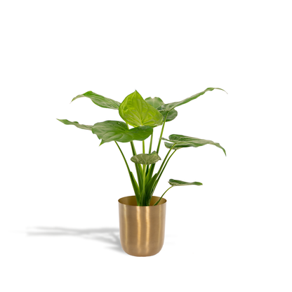 Kamerplant - Alocasia Cucullata - Met sierpot goud - Pot Ø 19cm Hoogte ↕ 65cm