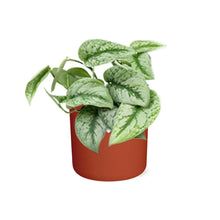 Kamerplant - Scindapsus Pictus 'Trebie' - Incl. sierpot - Pot Ø 14cm
