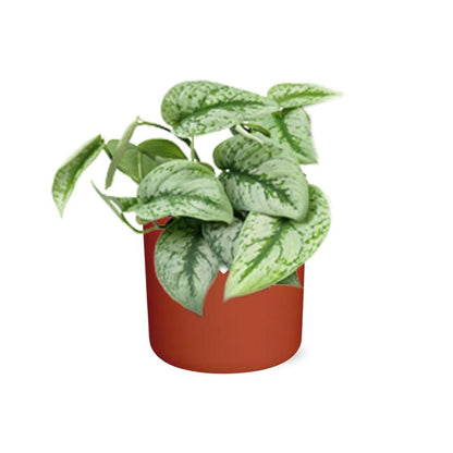 Kamerplant - Scindapsus Pictus 'Trebie' - Incl. sierpot - Pot Ø 14cm