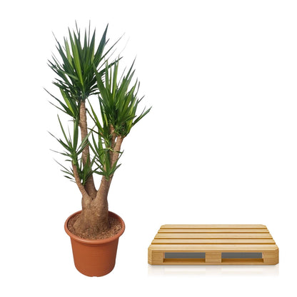 XL Kamerplant - Yucca Elephantipes vertakt - Pot Ø 55cm Hoogte ↕ 190cm