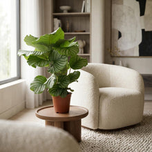 Kamerplant - Calathea Orbifolia - Pot Ø 19cm Hoogte ↕ 60cm
