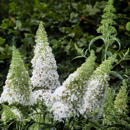 Buitenplant - Buddleja davidii White Profusion - Vlinderstruik - Bloeiend - Pot Ø 17cm Hoogte ↕ 45cm