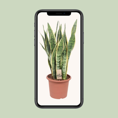 Kamerplant - Sansevieria Trifasciata Laurentii - Pot Ø 25cm Hoogte ↕ 85cm