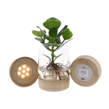 Kamerplant - Clusia - Pot Ø 12cm Hoogte ↕ 30cm