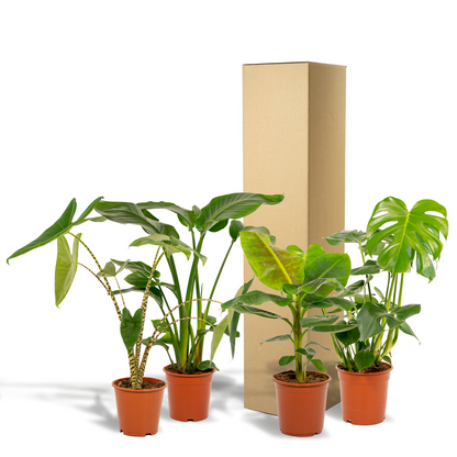 Kamerplant set - Monstera Deliciosa + Alocasia Zebrina + Strelitzia Nicolai + Musa Dwarf Cavendish